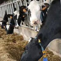 La prévalence a été mesurée sur 6 746 vaches.