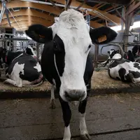 La manière dont l'animal perçoit le monde, ses émotions, ses désirs, ses préférences et ses attentes s'ajoutent à la bientraitance de base.