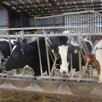 En ciblant les traitements sur les vaches jeunes avec peu de cellules, le taux de guérison augmente fortement.