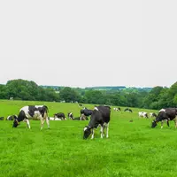 Selon le recensement agricole 2020, la France compte 35000 fermes laitières.