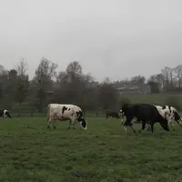 Pâturage hivernal