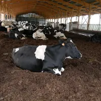 Les aires de couchage en litière malaxée ne posent pas de problème particulier en termes de qualité du lait, de mammites et de propreté des animaux.