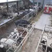 Aux Pays-Bas, le secteur laitier est particulièrement intensif. Il est souvent qualifié de « lait hors-sol ».