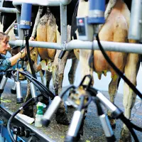 Les contrats de professionnalisation au métier de trayeur fromager sont financés par Ocapiat.