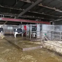Malgré une référence de 810 000 litres de lait, Mathieu Godreau limite sa production à 660 000 litres pour ne pas trop saturer son robot de traite.