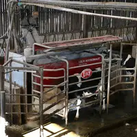 Utilisez-vous 100 % de tourteau de colza au robot de traite ?