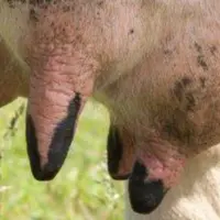 Des crevasses sur la mamelle favorisent le maintien de staphylocoques dorés.