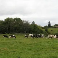 La nouvelle aide couplée bovine devrait donner un coup de pouce à l’élevage laitier de plaine.