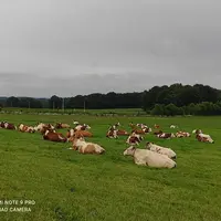 « Avec 518 000 litres de lait, nous dégageons 210 000 euros de revenu disponible pour quatre associés »