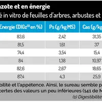 L'arbre fourrager, un complément alimentaire intéressant