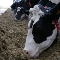 Aucun impact négatif sur les performances, le bien-être des animaux et la qualité du lait n’a été identifié dans les études. Ni de résidus dans le lai