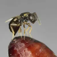 Une mini-guêpe en train de pondre dans une pupe de mouche.