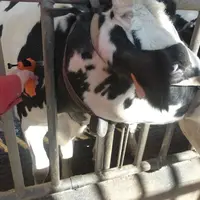 La vaccination, chez les bovins, s’adresse aux trois bactéries dominantes : Escherichia coli, Streptococcus uberis et Staphylococcus aureus..