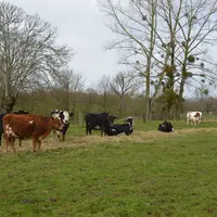 Le troupeau est conduit en croisement trois voies, Holstein/normande/rouge scandinave.