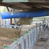 Un tube de paillage d’igloo à veaux réalisé avec des bidons de récupération.