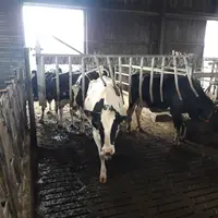 La largeur de chaque doigt est de 25 cm. L'extrémité basse du doigt se situe à 1 m du sol. Le dégagement maximum est de 1,82 m.