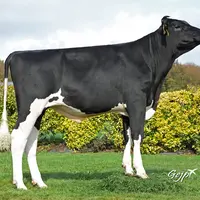 Prefoux est un des neuf taureaux disponibles dans cette gamme qui comprend six prim’Holstein et trois normands