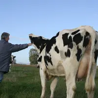 Une relation de confiance entre l'animal et l’éleveur se construit dès le plus jeune âge.