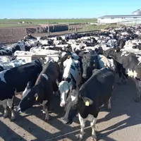 La panne structurelle de la ferme laitière argentine est bien réelle, selon Raúl Cata, de la Société rurale argentine.