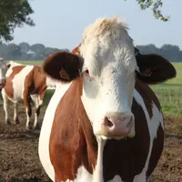 Suite au passage à la méthode Single Step, les éleveurs devront modifier leurs critères de choix de taureaux.