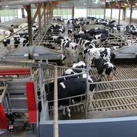 La mise en route d'un robot de traite commence à se préparer au minimum six mois à l'avance. La pression est d'autant plus importante que l'objectif d