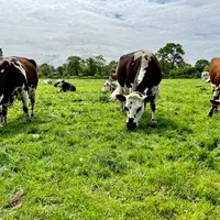 En s'orientant vers un système agroécologique, l'empreinte carbone nette de la ferme de la Blanche Maison s'est atténuée de 0,84 à 0,78 kg eq CO2/l.