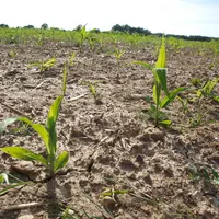1997, 2003 ou 2012 ont été des années encore plus chaudes et plus sèches. La situation actuelle est « loin d’être inédite », assure FranceAgriMer.