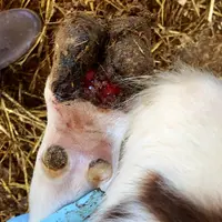 De la dermatite digitée sur l’antérieur d’une génisse de 3 mois.