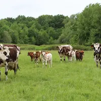 Une étude récente réalisée sur des troupeaux de veaux pâturant avec des nourrices a montré de bas niveaux d’infestation par les strongles gastro-intes