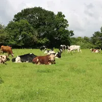 Deux taureaux hereford font le rattrapage des vaches qui ne sont pas pleines après l’insémination artificielle (semence sexée jersiaise). Les taureaux