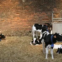 Lactalis souhaite que les veaux soient élevés en groupe dès l'âge de 4 semaines 