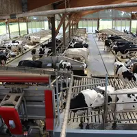 Mis à part en début de lactation, c’est la distribution de concentré qui attire les vaches au robot.