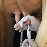 Le développement des obturateurs internes de trayon rend possible la suppression de l’utilisation d’antibiotiques au tarissement sur les vaches saines