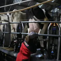 Plus encore que les autres vaches, les hautes productrices sont sujettes à l’obturateur.