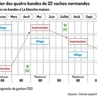Quatre bandes de repro en vaches laitières pour un travail facilité