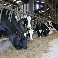 L’effet du niveau d’ingestion sur la maîtrise du déficit énergétique est supérieur à celui de la densité énergétique de la ration et du niveau de prod