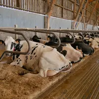 Les logettes creuses offrent un confort inégalé. Le mélange à base de paille, chaux et eau est renouvelé tous les quinze jours.
