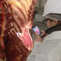 Meat@ppli évalue la teneur en gras d’une carcasse par une simple photo