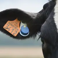 La boucle Flex V2 de MSD facilite le repérage des animaux