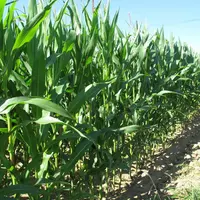 Avec un maïs entre deux prairies, il y a nettement moins d'adventices dans la nouvelle prairie, à la ferme expérimentale de La blanche maison, comparé
