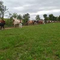 « Avec le pâturage hivernal, il faut être opportuniste et ne pas hésiter à sortir les vaches dès que cela est possible. »