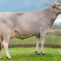 Jolie GP au Gaec Brast (12)  illustre le type de vache recherchée en race Brune : du lait, des taux, excellente mamelle, solidité du dessus, large au