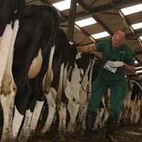 Il faut inséminer précocement, dès 40 à 50 jours post-partum, et gérer les vaches en retard.