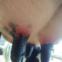La peau non pigmentée des trayons est rouge.
