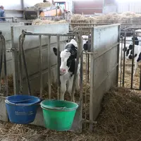 « La fièvre Q augmente le risque d’avortements, mises bas prématurées, non-délivrance, veaux mous, infertilité, retours en chaleurs tardifs et sans do