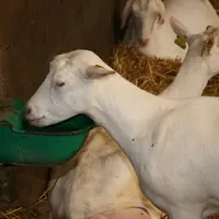 Le plus souvent, la transmission à l'Homme est attribuée aux caprins et/ou aux ovins. Mais la contribution des bovins ne doit pas être négligée.