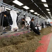Depuis que le repousse fourrage automatisé permet aux vaches d'avoir une ration disponible 24 h sur 24, l'ingestion s'est améliorée, ainsi que la fréq