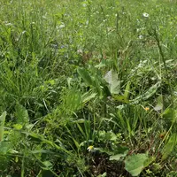 Prairie de sainfoin et fétuque élevée, deux légumineuses particulièrement résilientes face au changement climatique. La culture des légumineuses fourr