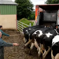 En août, les abattages de vaches laitières étaient en hausse de +3% par rapport à août 2021.