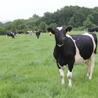 La teneur en protéines brutes dans les concentrés ne doit pas excéder 15 % pour les vaches au pâturage entre le 15 avril et le 30 septembre.